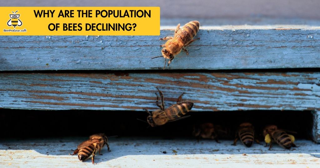 why are the population of bees declining