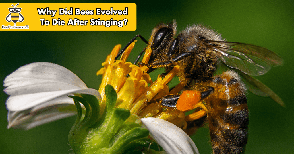 Do Honey Bees Die After Stinging? 