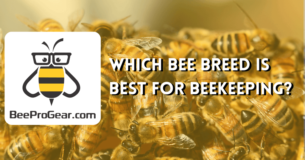 Which Bee Breed is best for Beekeeping?