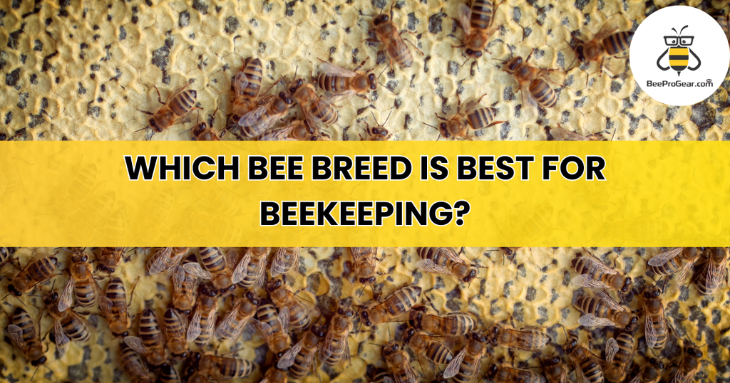 Which Bee Breed Is Best for Beekeeping? Blog by Bahadar Rizwan