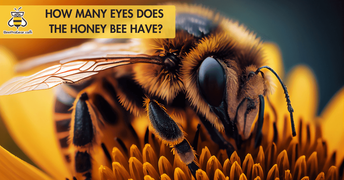 Solving the Intricacy: How many eyes does a bee have? – BeeProGear®️