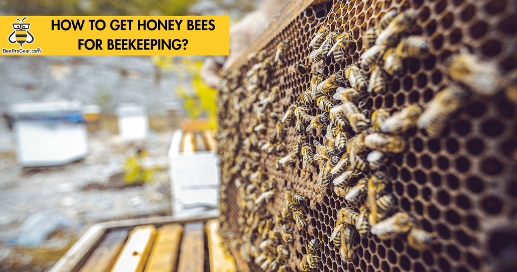 Guide for Beekeepers on how to get Honey Bees?